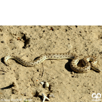 گونه کور مار تارتاری Tatar Sand Boa